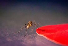 Mosquitoes are attracted to specific colours, new study shows